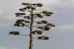 Agave sisalana